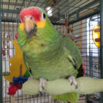 Red Lored Amazon