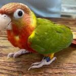 Green-Cheeked Conure Pineapple - Handfed