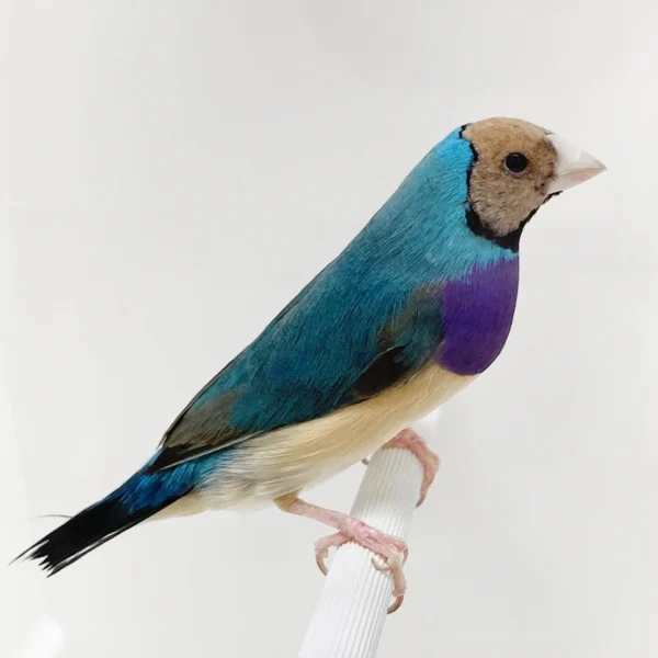 Lady Gouldian Finch - Camel Head Blue Back - Image 2