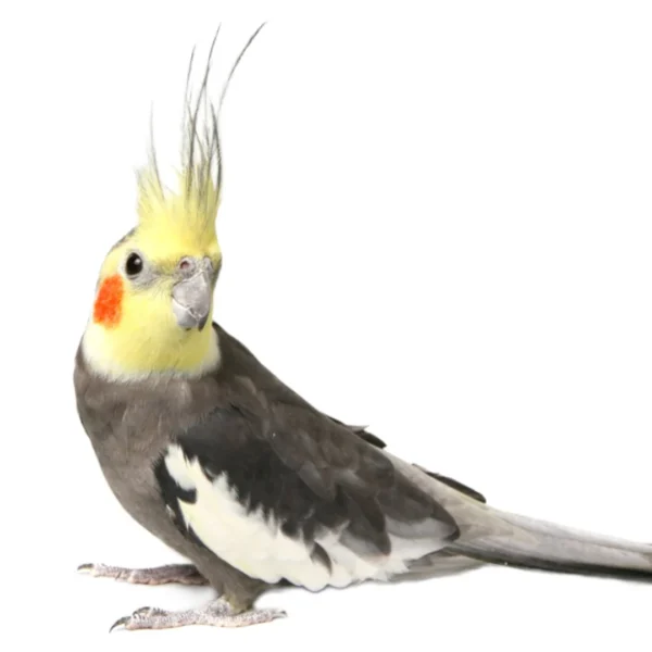 Cockatiel Pied