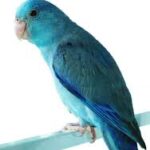 Pacific Parrotlet Blue