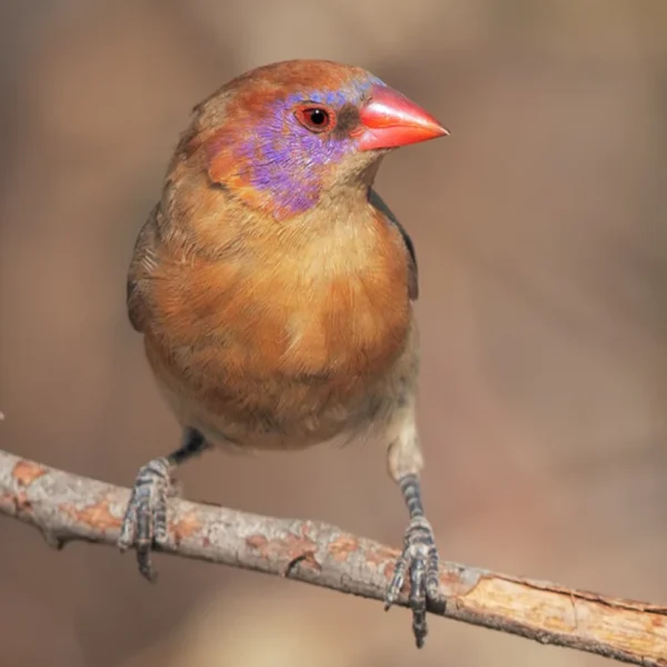 Violet-eared Waxbill - Image 3