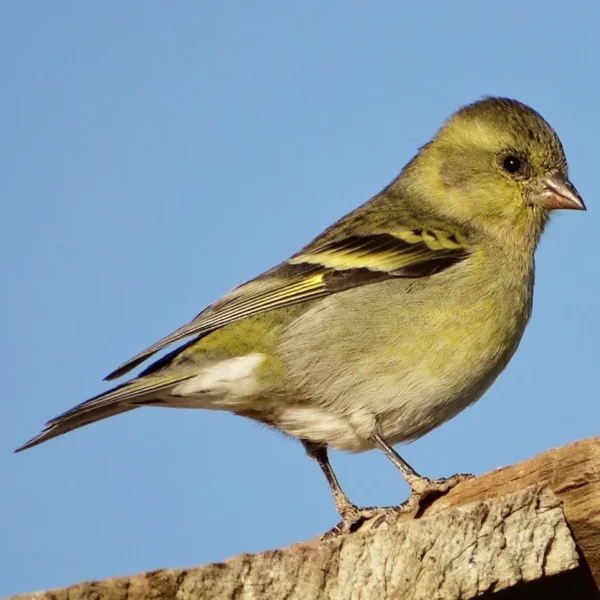Black-Chinned Siskin - Image 3