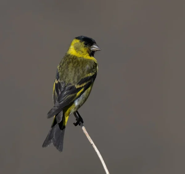 Black-Chinned Siskin - Image 2