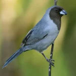 Black Faced Tanager