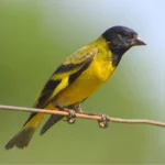 Black-Hooded Siskin
