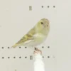 Black-Hooded Siskin Mutation - Image 4