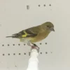 Black-Hooded Siskin Mutation