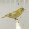 Black-Hooded Siskin Mutation - Image 2