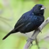 Blue Black Grassquit - Image 3