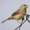 Blue Black Grassquit - Image 2