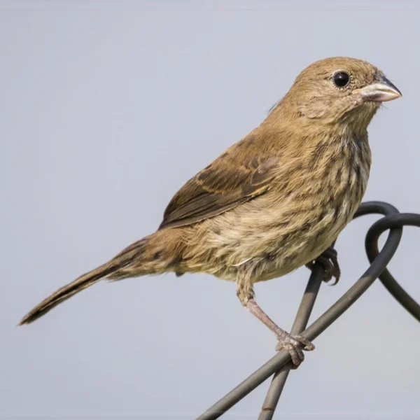 Blue Black Grassquit - Image 2