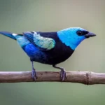 Blue Necked Tanager