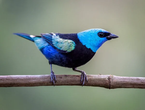 Blue Necked Tanager