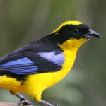 Blue Winged Mountain Tanager