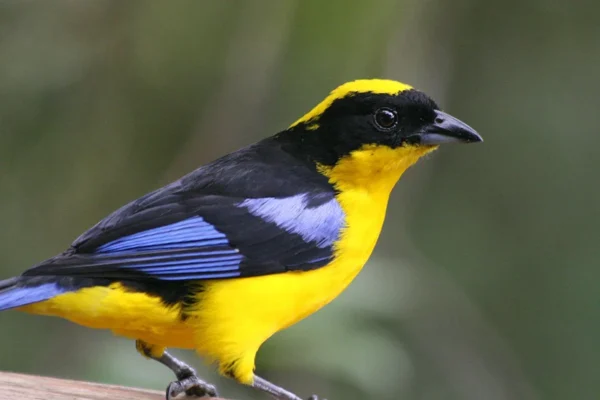 Blue Winged Mountain Tanager