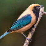 Burnished Buff Tanager