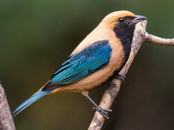 Burnished Buff Tanager