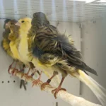 Canary Frill