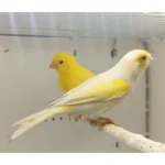 Canary Mosaic White and Yellow