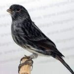 Canary Red Black Agate Mosaic