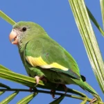 Canary-Winged Parakeet