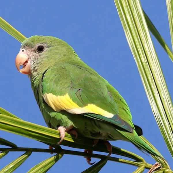 Canary-Winged Parakeet for Sale