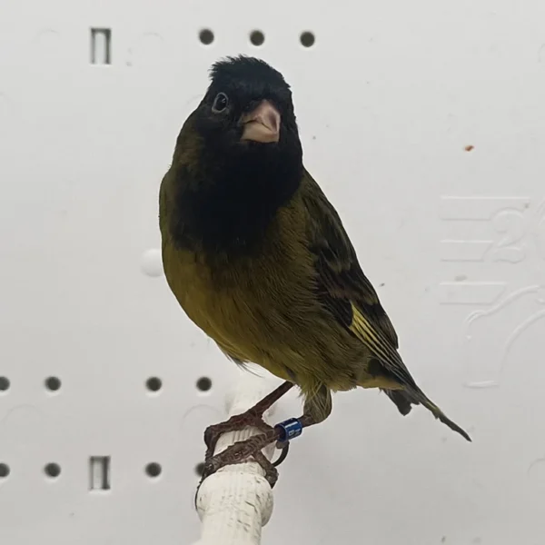 Canary x Black Siskin Hybrid - Image 4