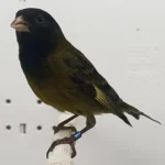 Canary x Black Siskin Hybrid