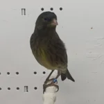 Canary x Siskin Hybrid