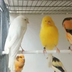 Canary Yorkshire