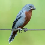 Chestnut-Bellied Seedeater