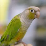 Green-Cheeked Conure Cinnamon - Handfed
