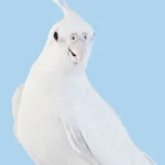 Cockatiel White Albino