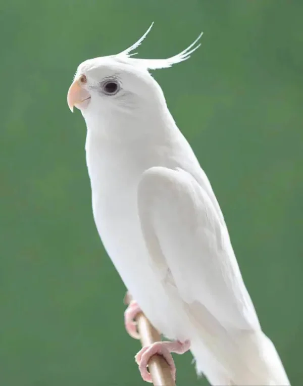 Cockatiel White Albino - Image 3