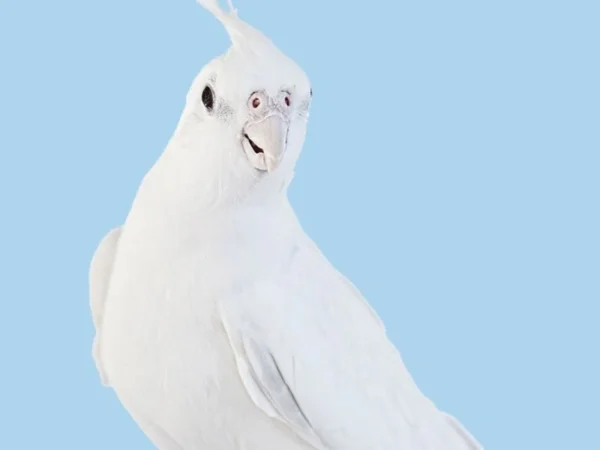 Cockatiel White Albino - Image 2