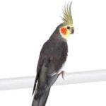 Cockatiel Grey White Face