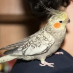 Cockatiel Pearl