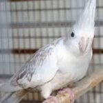 Cockatiel White Face Pearl