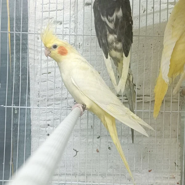 Cockatiel Yellow - Image 5