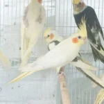 Cockatiel Yellow