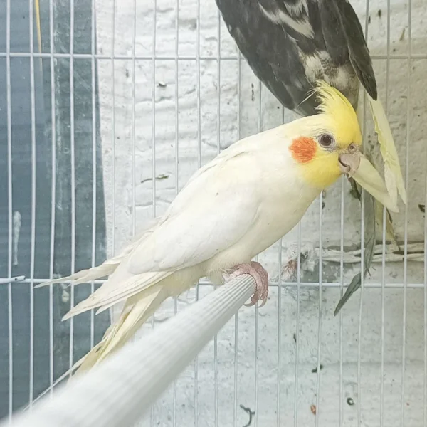Cockatiel Yellow - Image 2