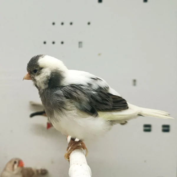 Canary Fife - Image 7