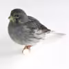 Canary Fife - Image 6