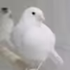 Canary Fife - Image 5