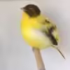 Canary Fife - Image 4