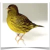 Canary Fife - Image 3