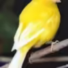 Canary Fife - Image 2