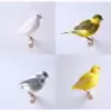 Canary Fife