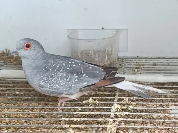 Diamond Dove - Image 5